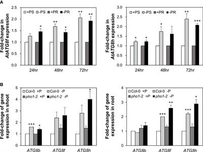 Role of autophagy-related proteins ATG8f and ATG8h in the maintenance of autophagic activity in Arabidopsis roots under phosphate starvation